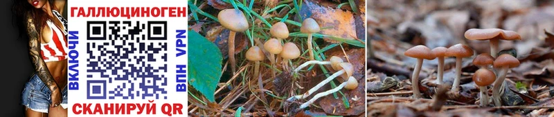 Псилоцибиновые грибы Psilocybine cubensis Ермолино